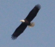 2014 03 30 Eagle 03